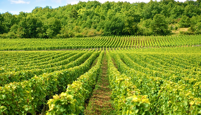 Vignes héraultaises : polémique après l'épandage de fongicides par hélicoptère